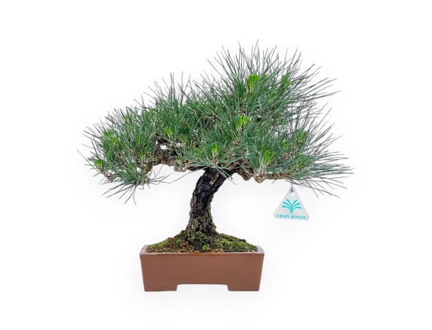 Pinus Thunbergii - Pin Noir - 32 cm