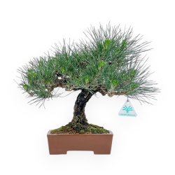 Pinus Thunbergii - Pino Nero - 32 cm