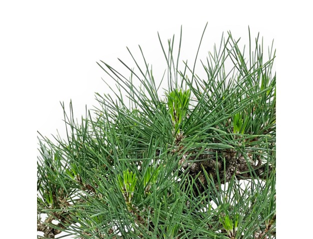 Pinus Thunbergii - Pin Noir - 32 cm 2