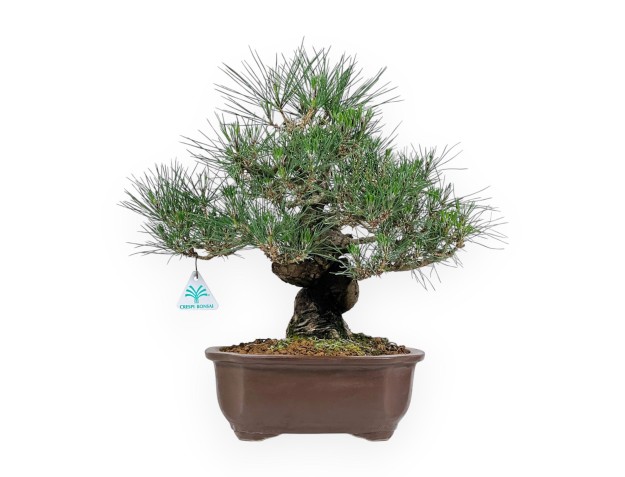 Pinus Thunbergii - Zwarte den - 45 cm