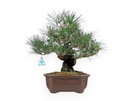 Pinus Thunbergii - Zwarte den - 45 cm