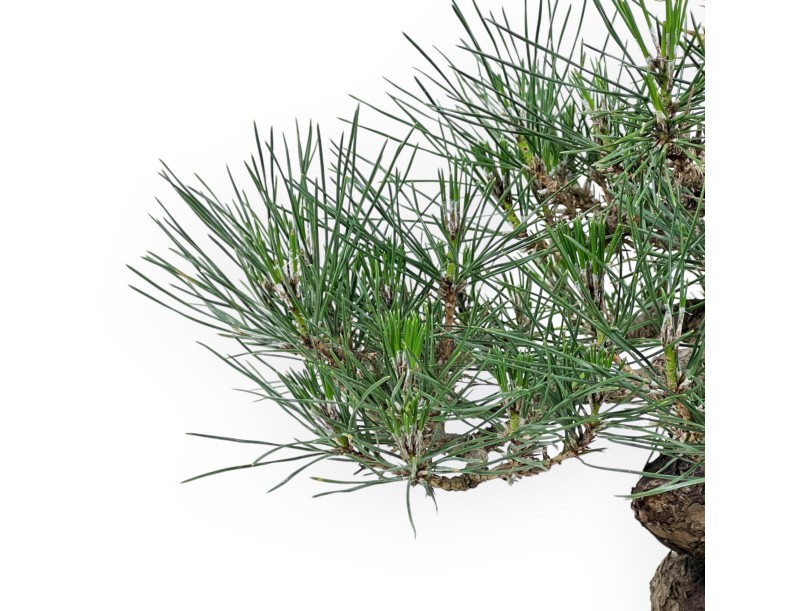 Pinus Thunbergii - Pino Nero - 45 cm