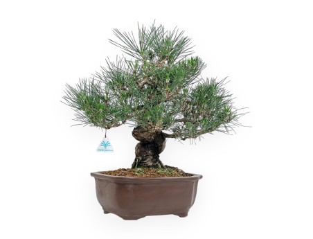 Pinus Thunbergii - Zwarte den - 45 cm