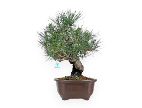 Pinus Thunbergii - Pino negro - 45 cm