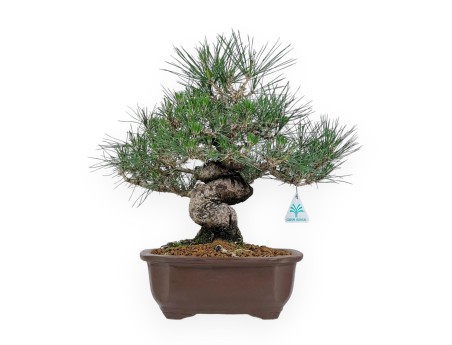 Pinus Thunbergii - Black Pine - 45 cm