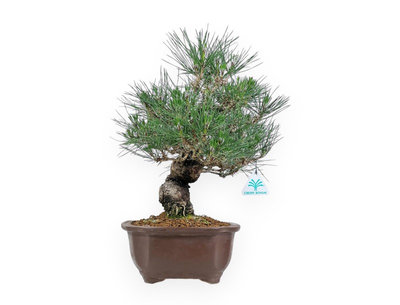 Pinus Thunbergii - Pino Nero - 45 cm