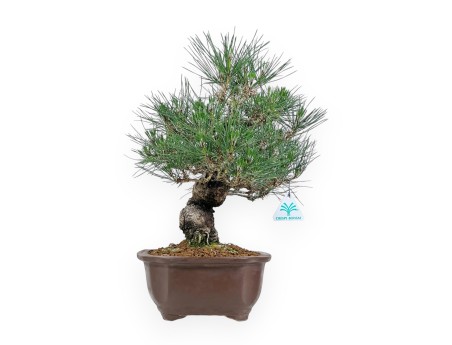 Pinus Thunbergii - Pino Nero - 45 cm