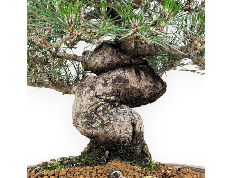 Pinus Thunbergii - Pino Nero - 45 cm