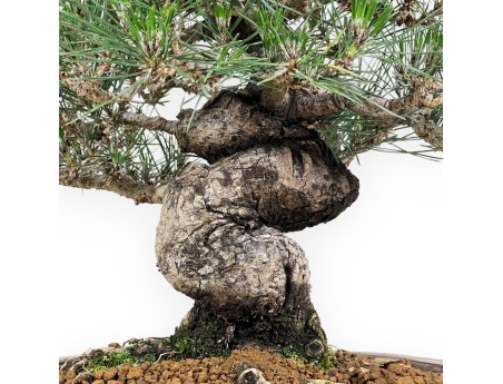 Pinus Thunbergii - Pino negro - 45 cm