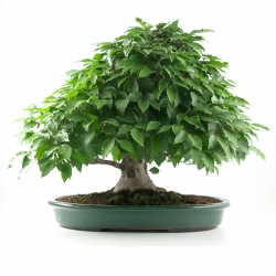 Fagus crenata - Faggio - 60 cm