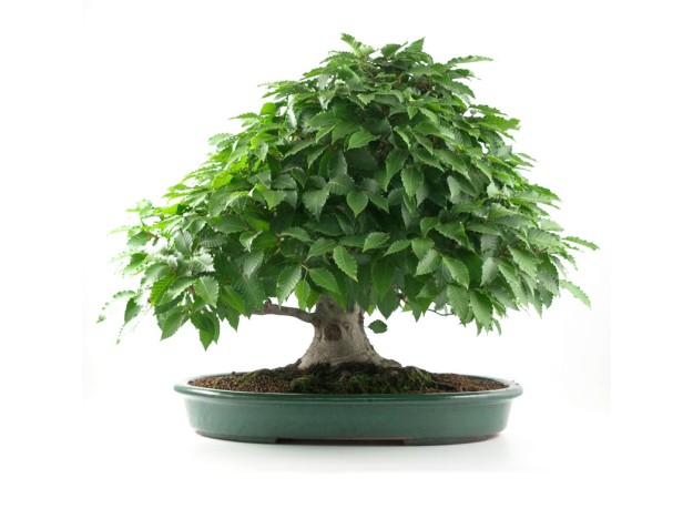Fagus crenata - Hêtre du Japon - 60 cm