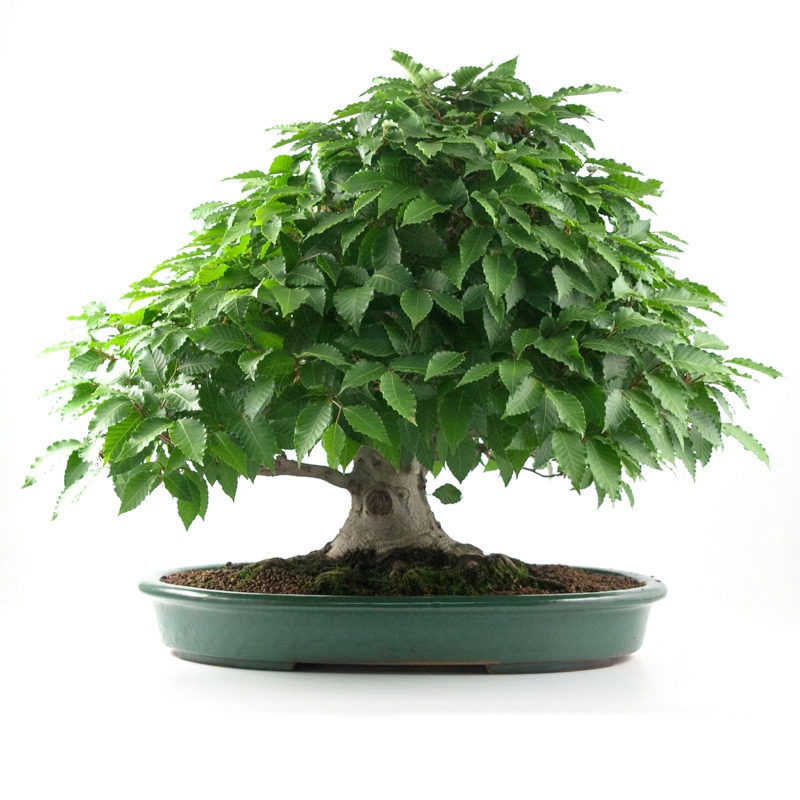 Fagus crenata - Faggio - 60 cm