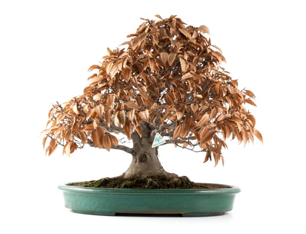 Fagus crenata - Hêtre du Japon - 60 cm 2