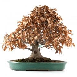 Fagus crenata - Japanese beech - 60 cm