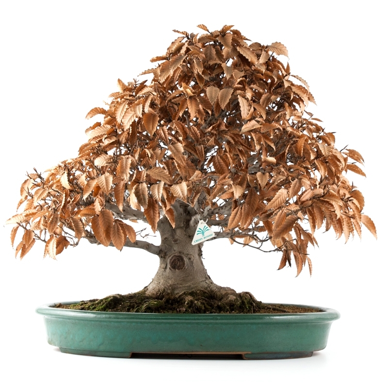 Fagus crenata - Faggio - 60 cm