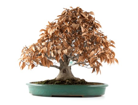Fagus crenata - Faggio - 60 cm