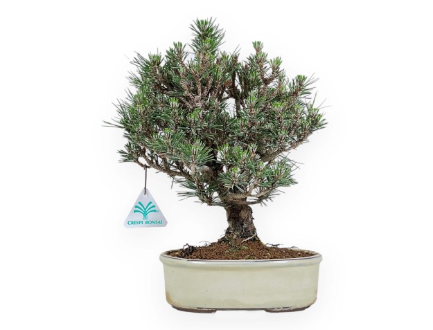 Pinus Thunbergii senjumaru - Black Pine - 32 cm