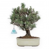 Pinus Thunbergii senjumaru - Pin Noir - 32 cm