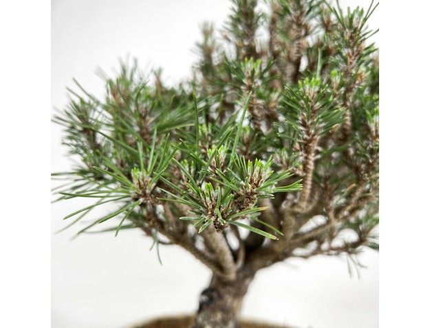 Pinus Thunbergii senjumaru - Black Pine - 32 cm 2