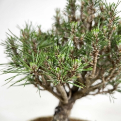 Pinus Thunbergii senjumaru - Pin Noir - 32 cm