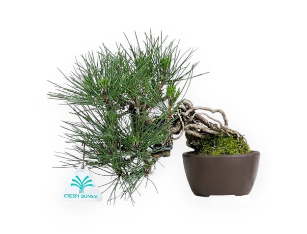 Pinus Thunbergii - Black Pine - 21 cm