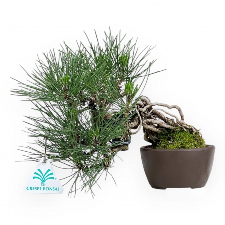 Pinus Thunbergii - Pin Noir - 21 cm