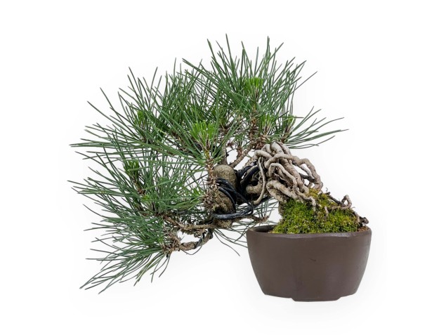 Pinus Thunbergii - Zwarte den - 21 cm 2