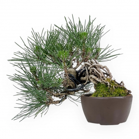 Pinus Thunbergii - Zwarte den - 21 cm