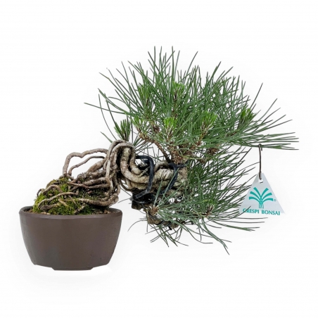 Pinus Thunbergii - Pin Noir - 21 cm