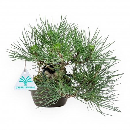 Pinus Thunbergii - Pino Nero - 21 cm