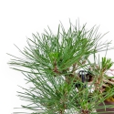 Pinus Thunbergii - Pin Noir - 21 cm