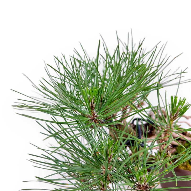 Pinus Thunbergii - Pino negro - 21 cm