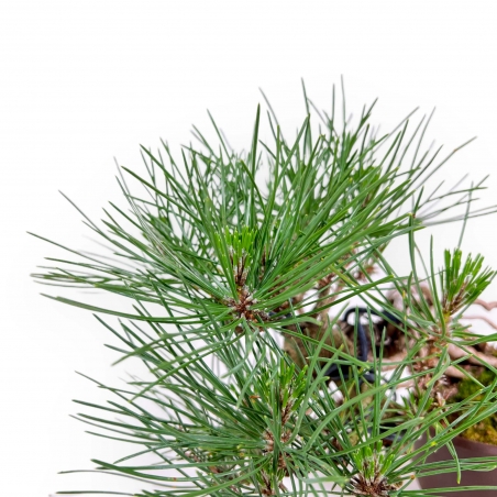 Pinus Thunbergii - Black Pine - 21 cm