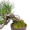 Pinus Thunbergii - Pin Noir - 21 cm