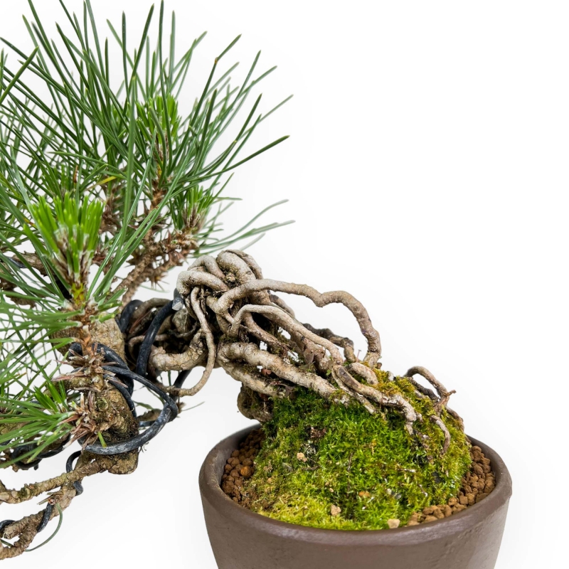 Pinus Thunbergii - Zwarte den - 21 cm