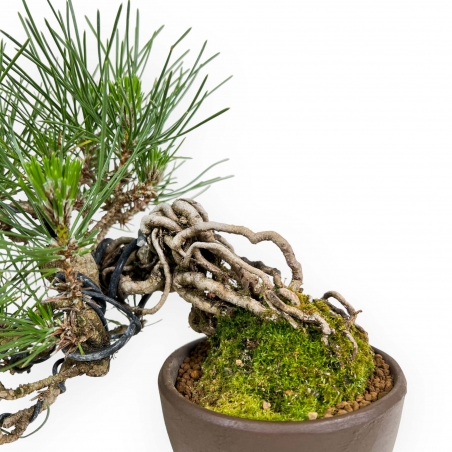 Pinus Thunbergii - Black Pine - 21 cm