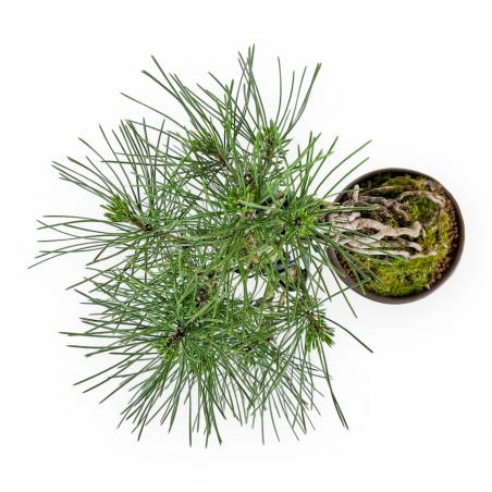 Pinus Thunbergii - Black Pine - 21 cm