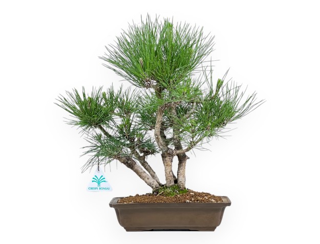 Pinus Thunbergii - Schwarzkiefer - 38 cm