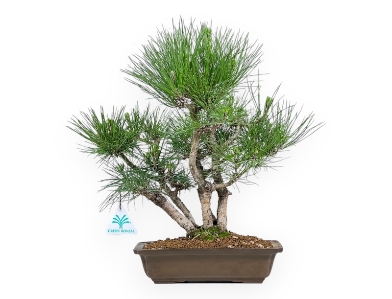 Pinus Thunbergii - Zwarte den - 38 cm