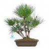 Pinus Thunbergii - Pin Noir - 38 cm