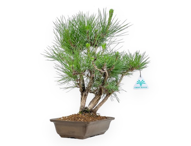 Pinus Thunbergii - Pino Nero - 38 cm 2