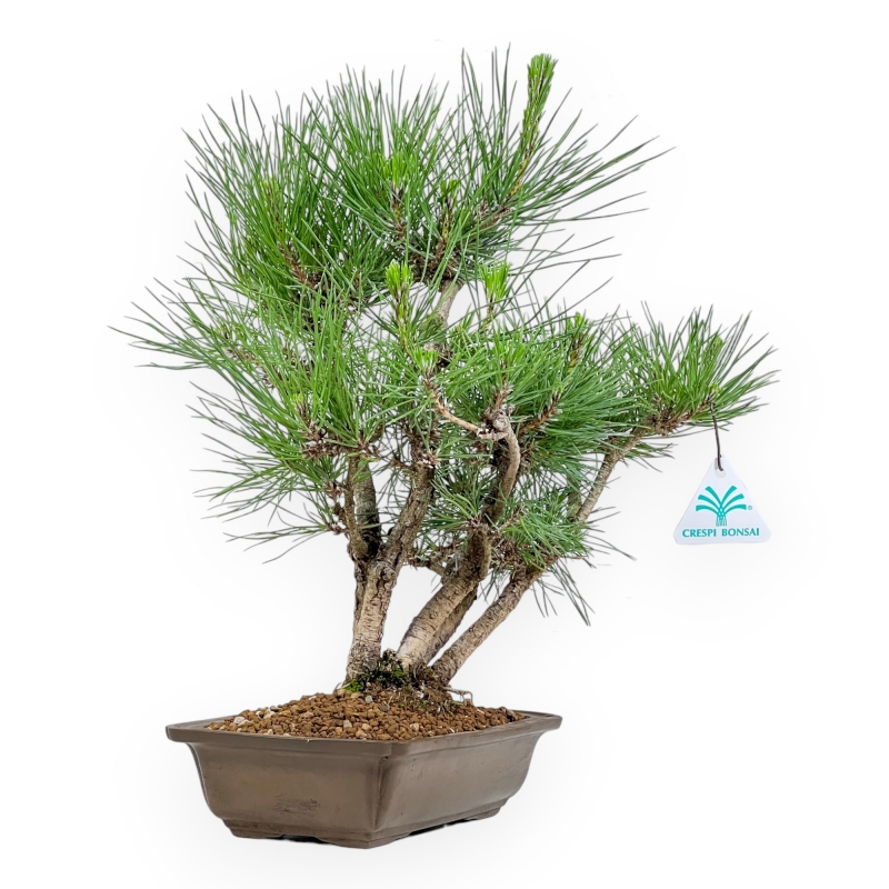Pinus Thunbergii - Pin Noir - 38 cm