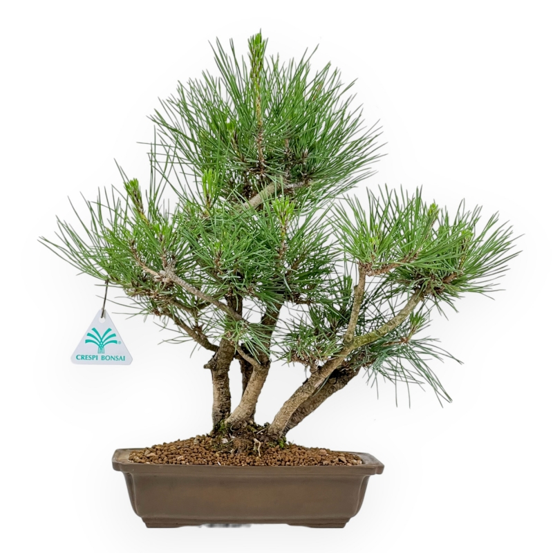 Pinus Thunbergii - Pin Noir - 38 cm