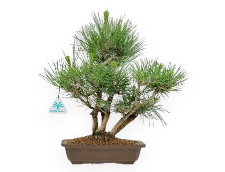 Pinus Thunbergii - Pin Noir - 38 cm