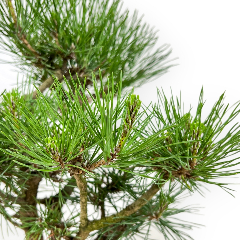 Pinus Thunbergii - Pin Noir - 38 cm