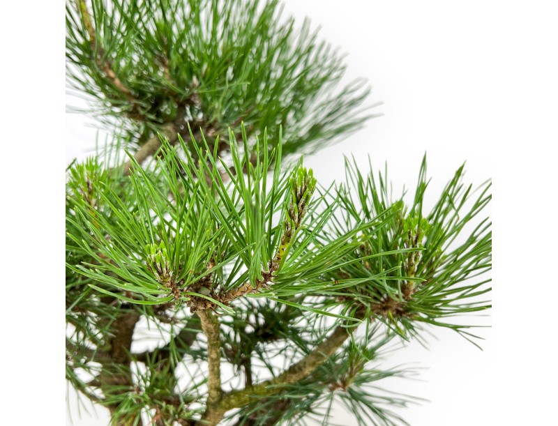 Pinus Thunbergii - Zwarte den - 38 cm