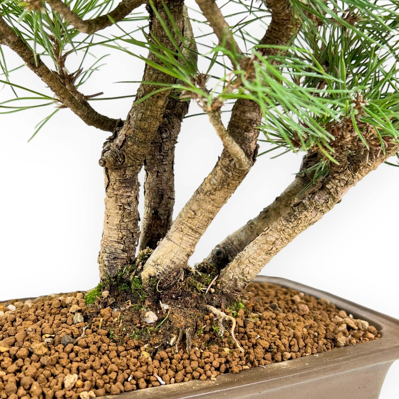 Pinus Thunbergii - Pin Noir - 38 cm