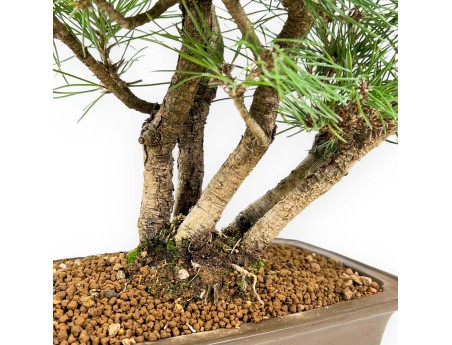 Pinus Thunbergii - Pino negro - 38 cm