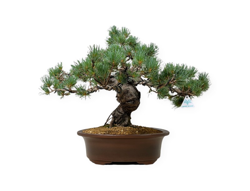 Pinus Pentaphylla - Den - 44 cm