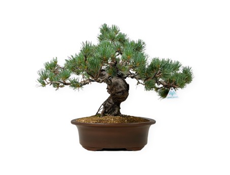 Pinus Pentaphylla - Den - 44 cm